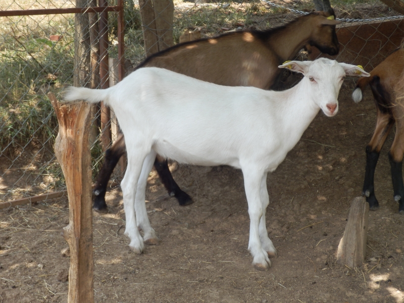 sanske_koze (42).jpg