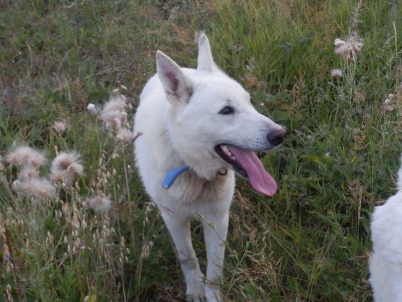 z_beli_ovcari (3).jpg