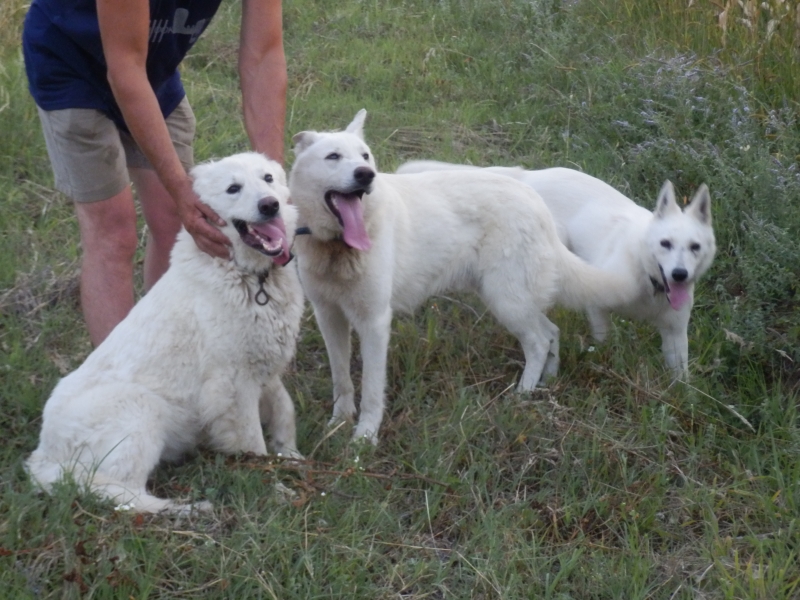 z_beli_ovcari (4).jpg