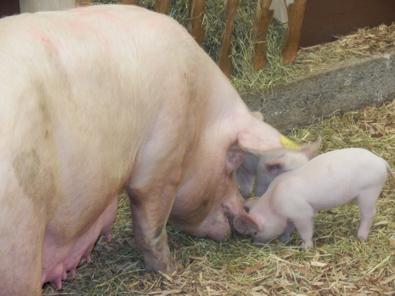 zx_sajam_bern (18).jpg