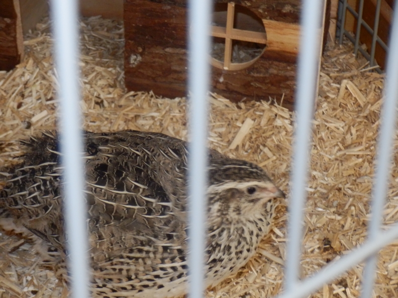 zx_sajam_bern (20).jpg