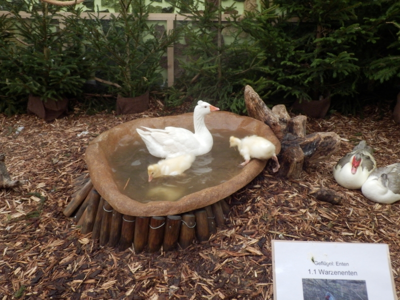 zx_sajam_bern (22).jpg