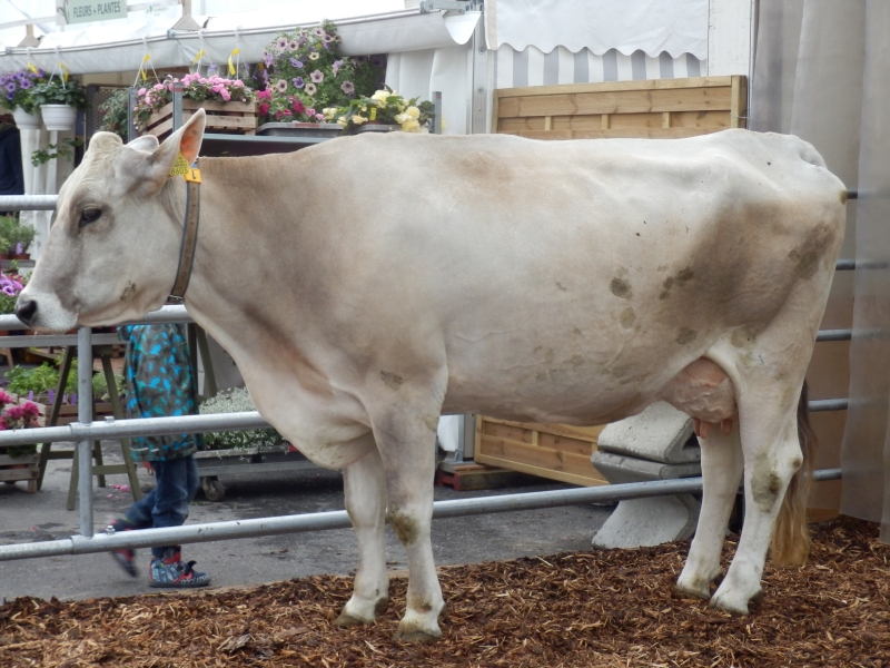 zx_sajam_bern (3).jpg