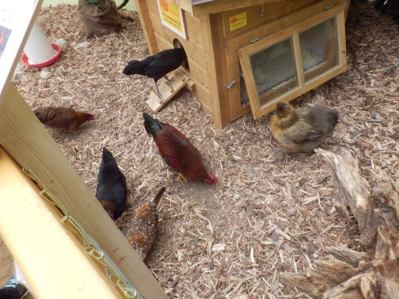 zx_sajam_bern (31).jpg