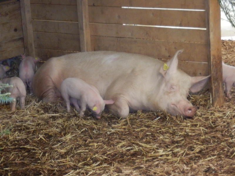 zx_sajam_bern (32).jpg