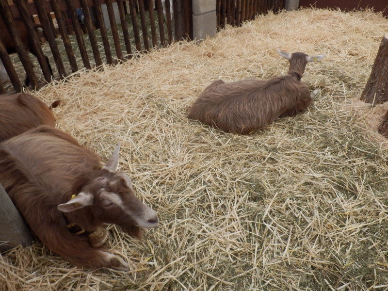 zx_sajam_bern (34).jpg