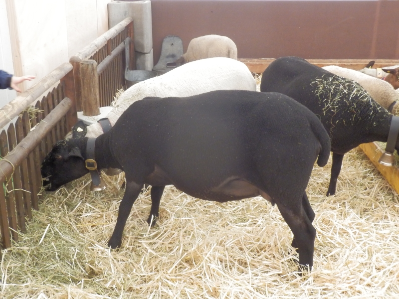 zx_sajam_bern (35).jpg