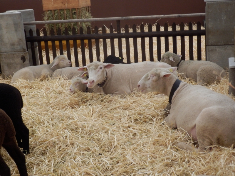 zx_sajam_bern (38).jpg