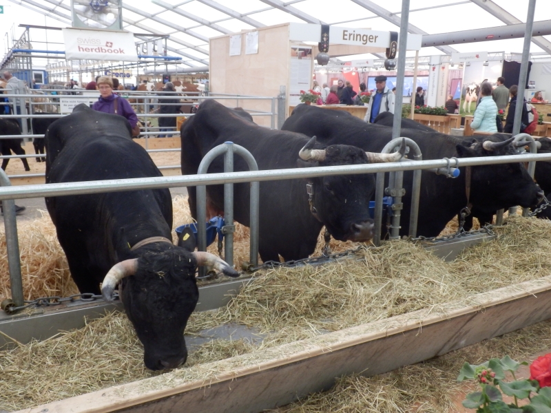 zx_sajam_bern (4).jpg