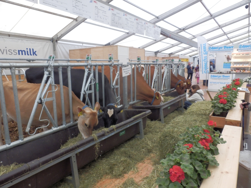 zx_sajam_bern (6).jpg