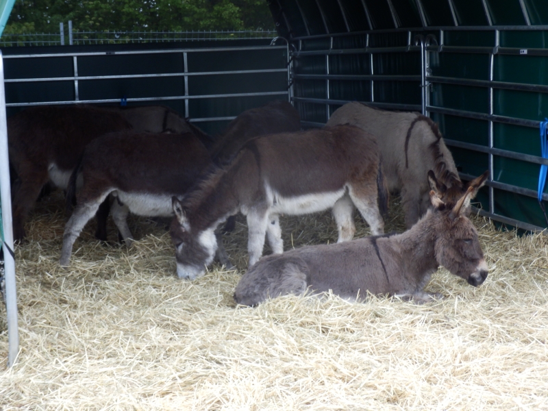 zx_sajam_bern (60).jpg