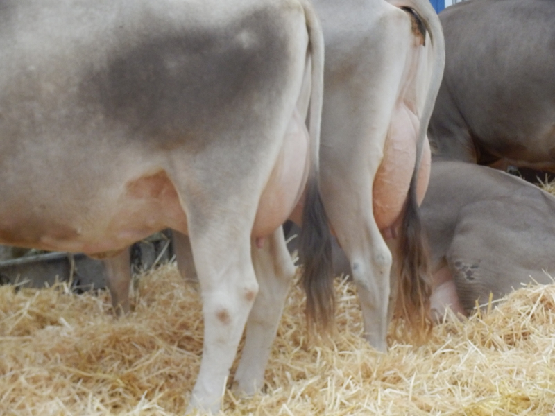 zx_sajam_bern (8).jpg