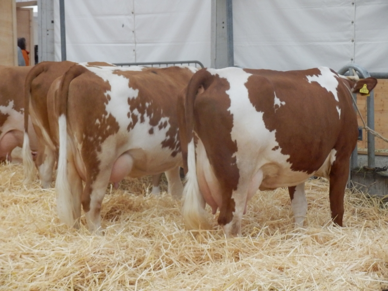 zx_sajam_bern (9).jpg