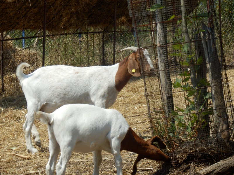 kozeburske (100).jpg