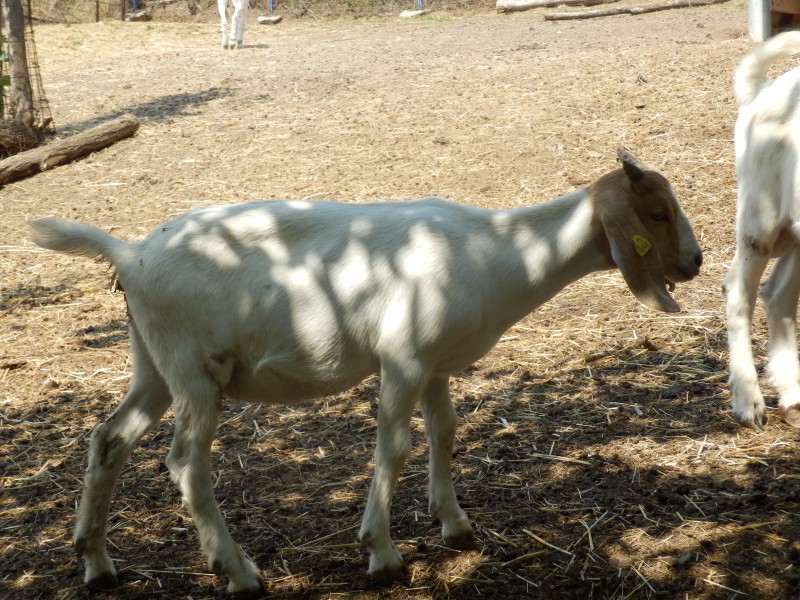 kozeburske (102).jpg