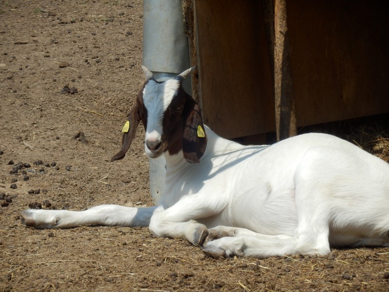 kozeburske (104).jpg