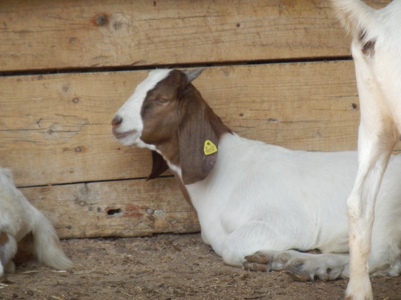 kozeburske (108).jpg