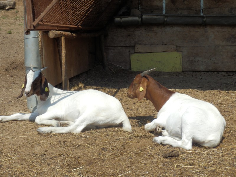 kozeburske (109).jpg