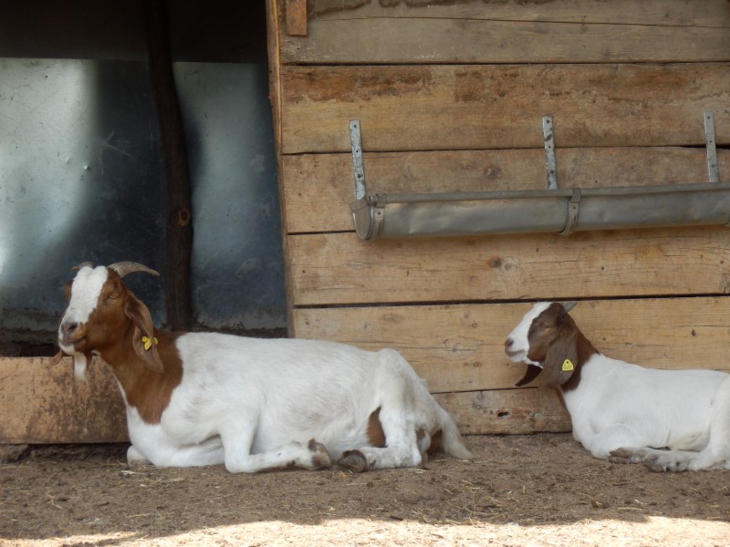 kozeburske (111).jpg