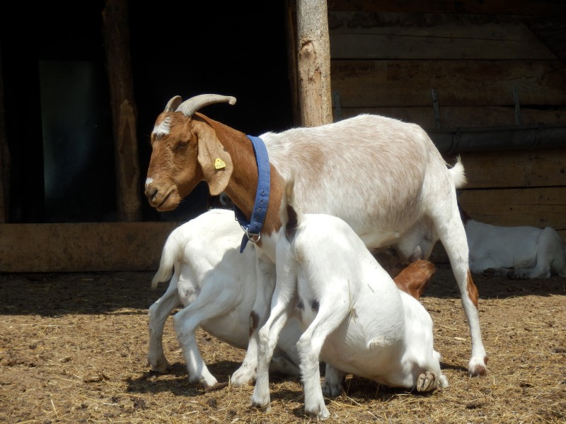 kozeburske (115).jpg