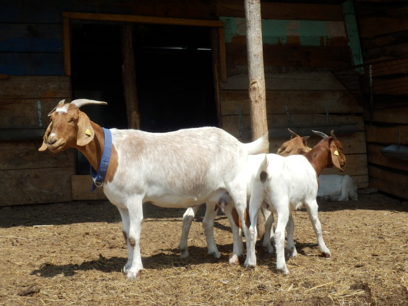 kozeburske (116).jpg