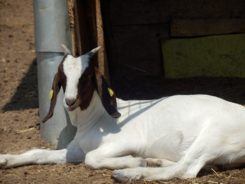 kozeburske (117).jpg