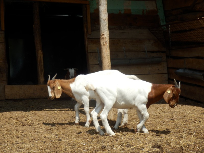 kozeburske (118).jpg