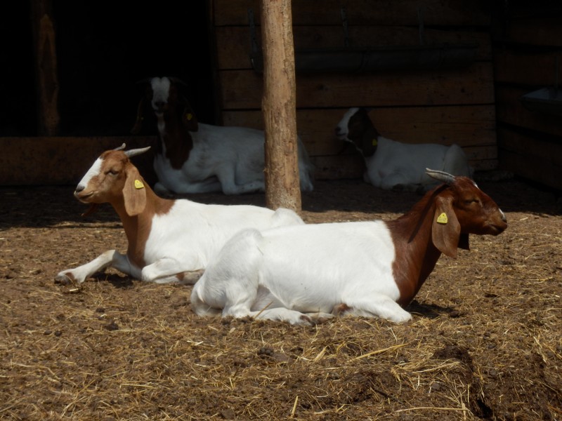 kozeburske (119).jpg