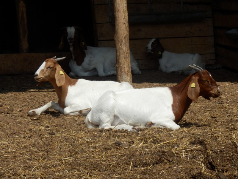 kozeburske (120).jpg