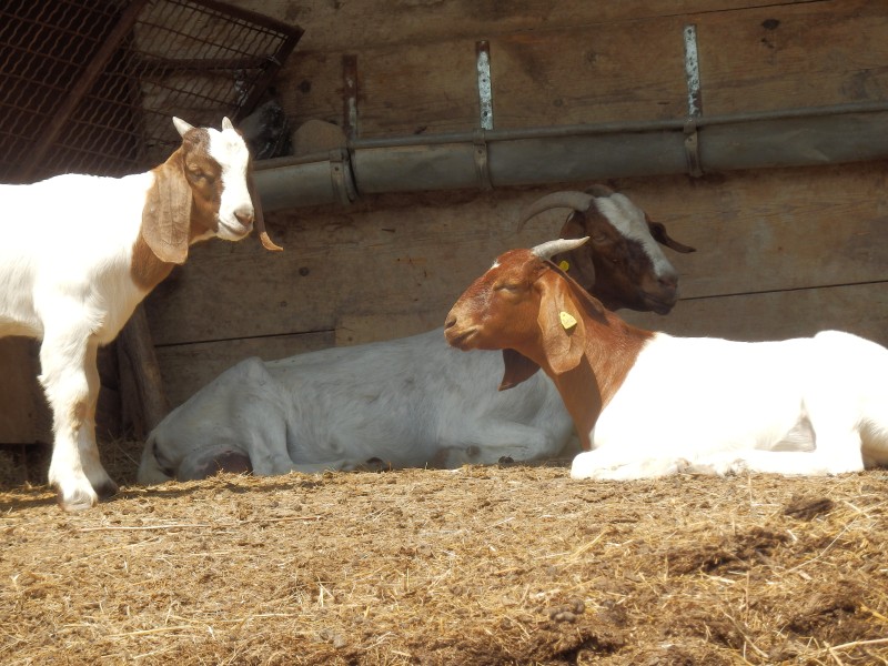 kozeburske (124).jpg