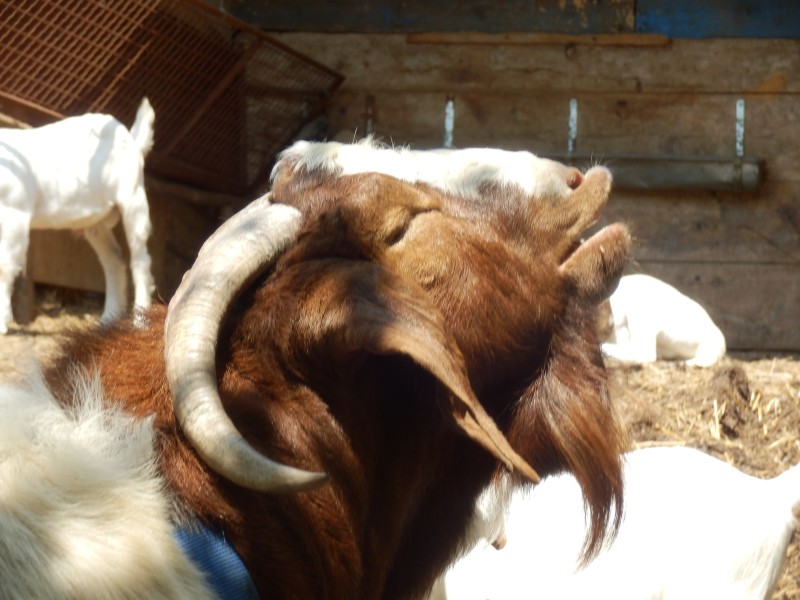 kozeburske (126).jpg