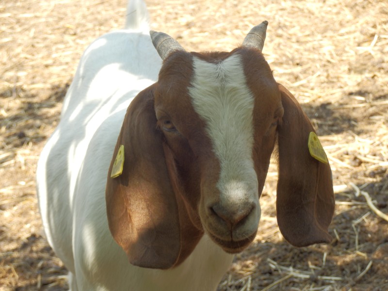 kozeburske (128).jpg