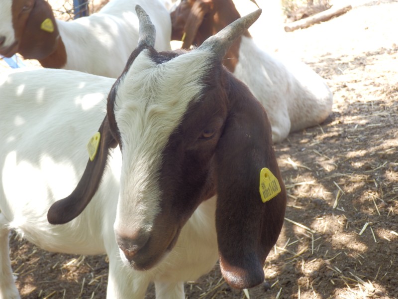 kozeburske (130).jpg