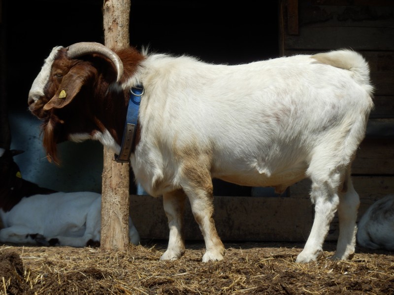 kozeburske (132).jpg