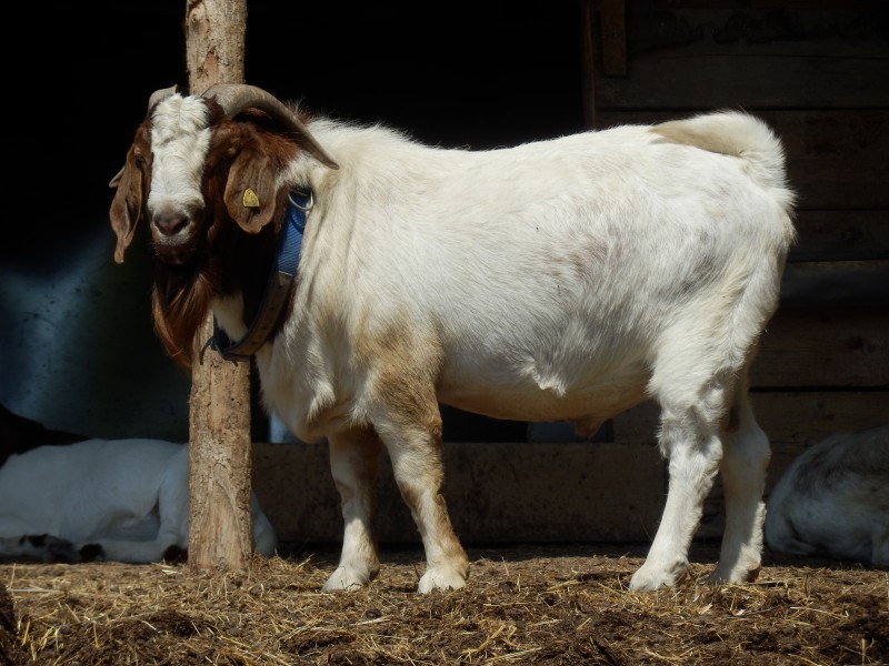 kozeburske (133).jpg