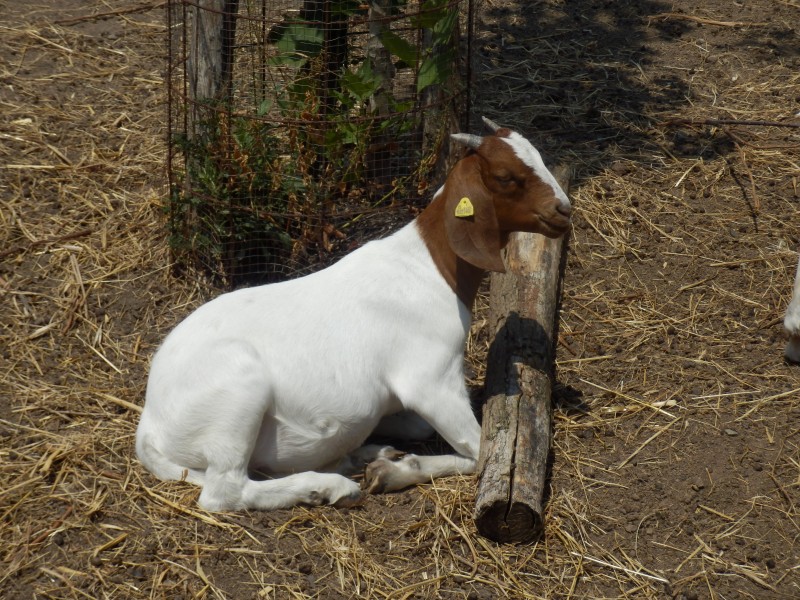 kozeburske (136).jpg