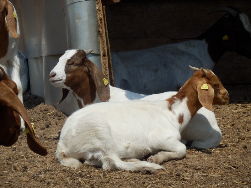 kozeburske (138).jpg