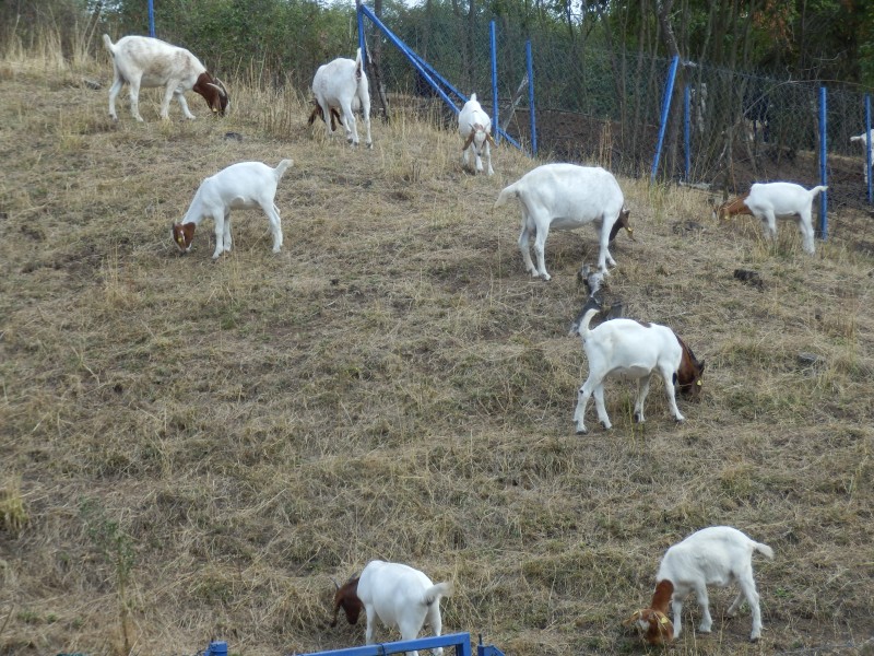 kozeburske (143).jpg