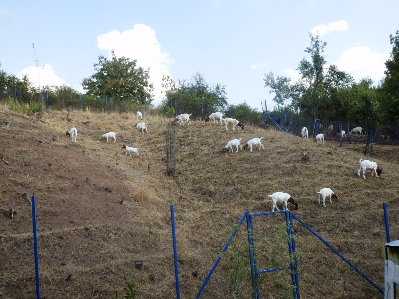 kozeburske (144).jpg