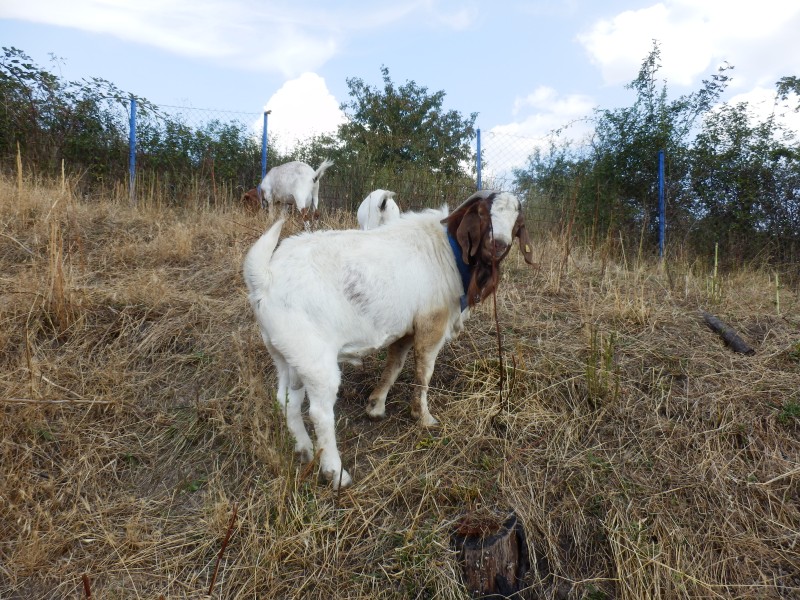 kozeburske (151).jpg