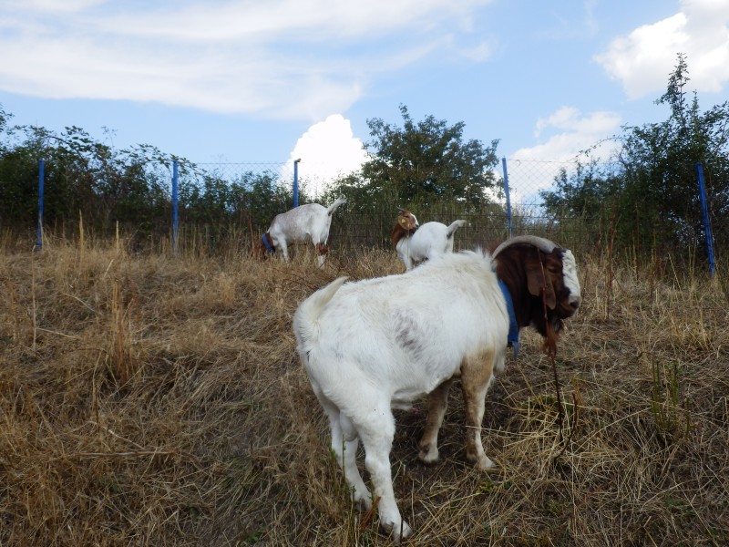 kozeburske (152).jpg