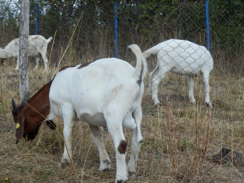 kozeburske (155).jpg