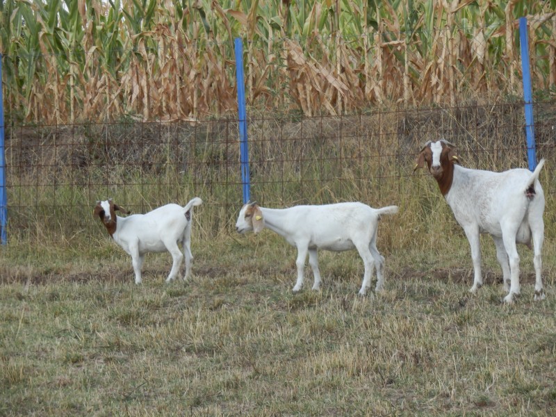 kozeburske (159).jpg