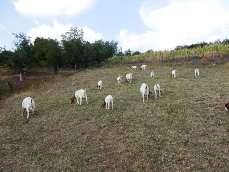 kozeburske (162).jpg