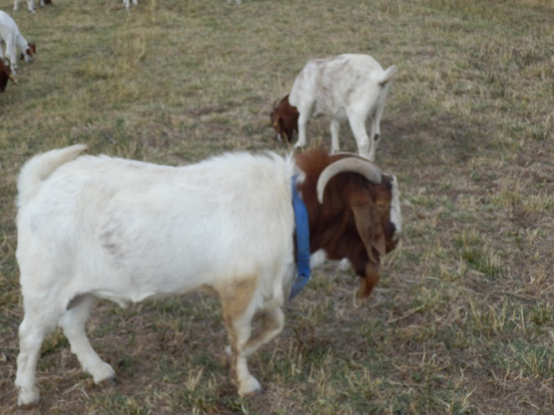 kozeburske (163).jpg