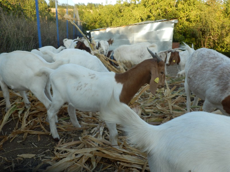 kozeburske (168).jpg