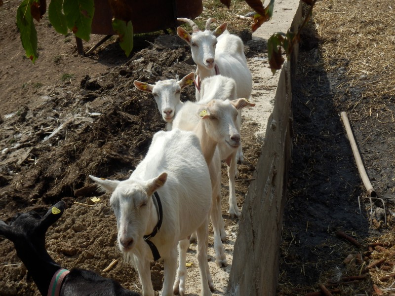 kozesanske (100).jpg