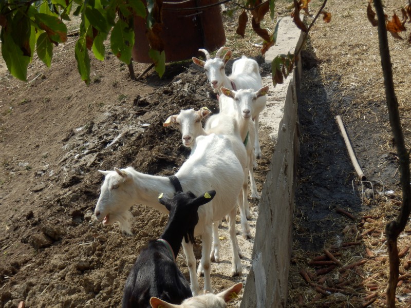 kozesanske (101).jpg