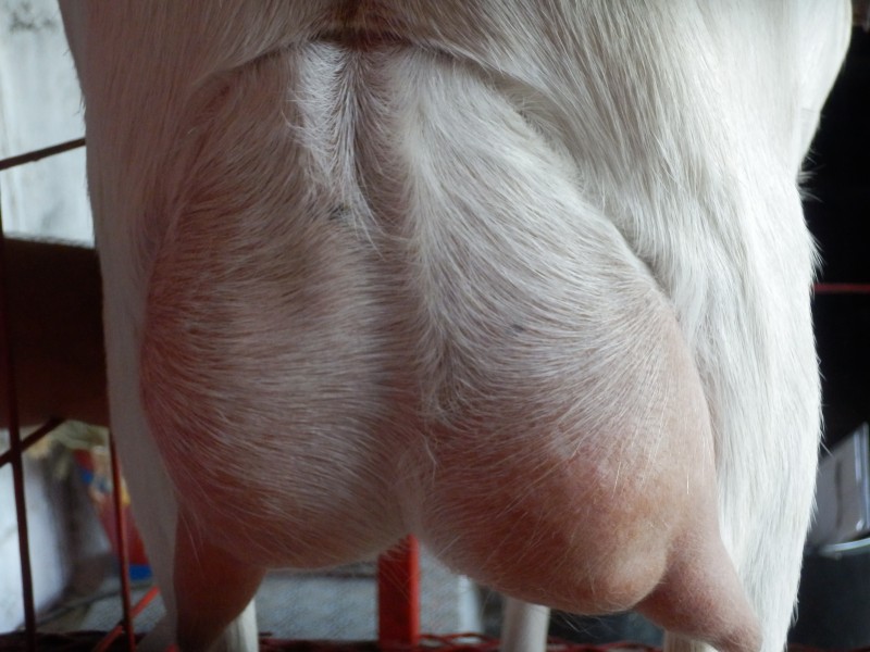 kozesanske (102).jpg