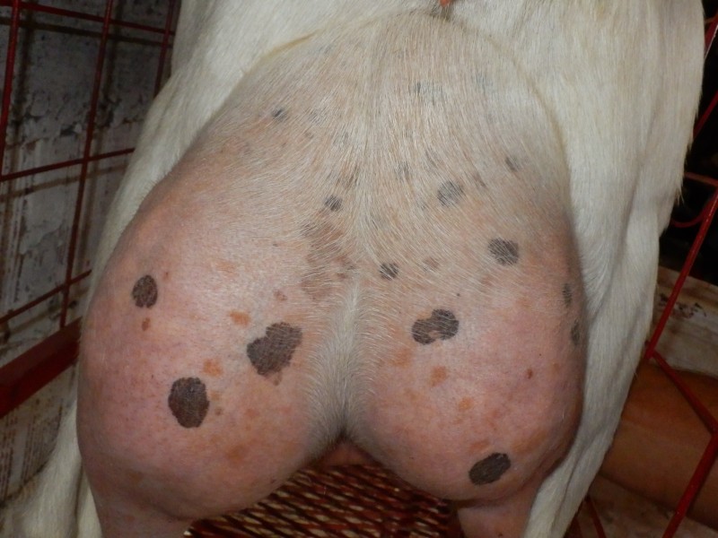 kozesanske (104).jpg